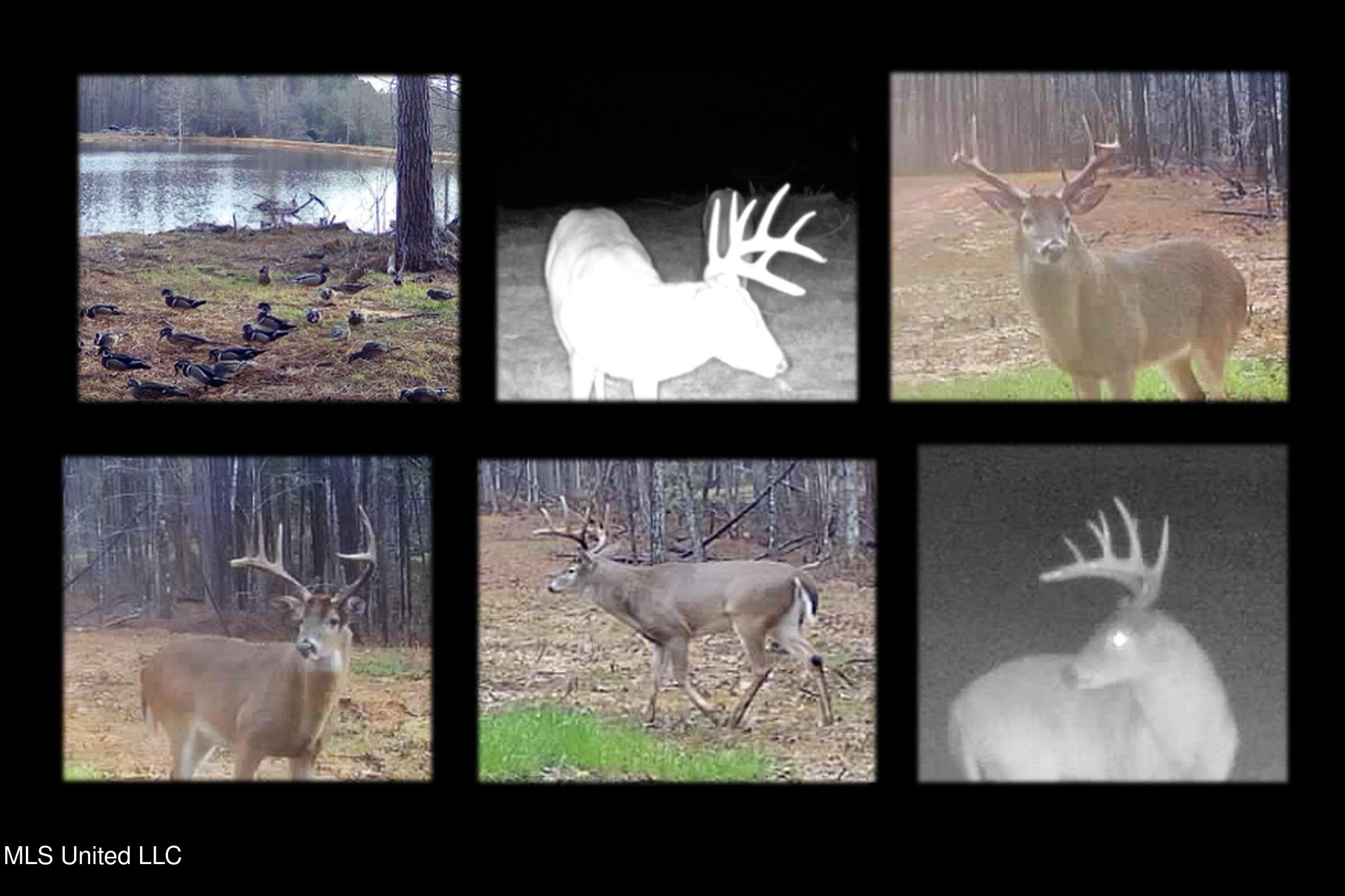 348 Beaverdam Road Camden, MS 39045 - Photo 2 of 122 camden game cameras