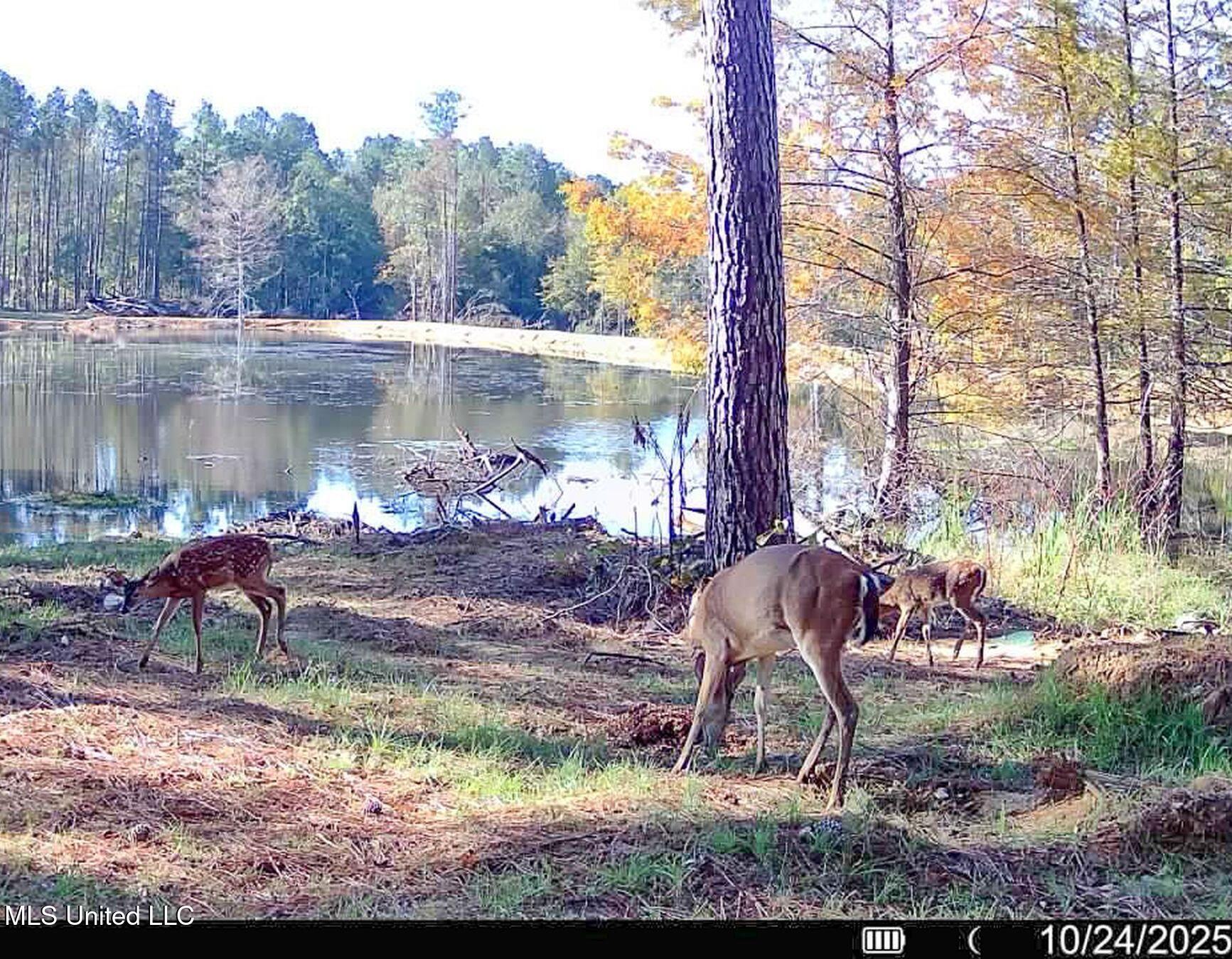 348 Beaverdam Road Camden, MS 39045 - Photo 6 of 122 madison twins 2