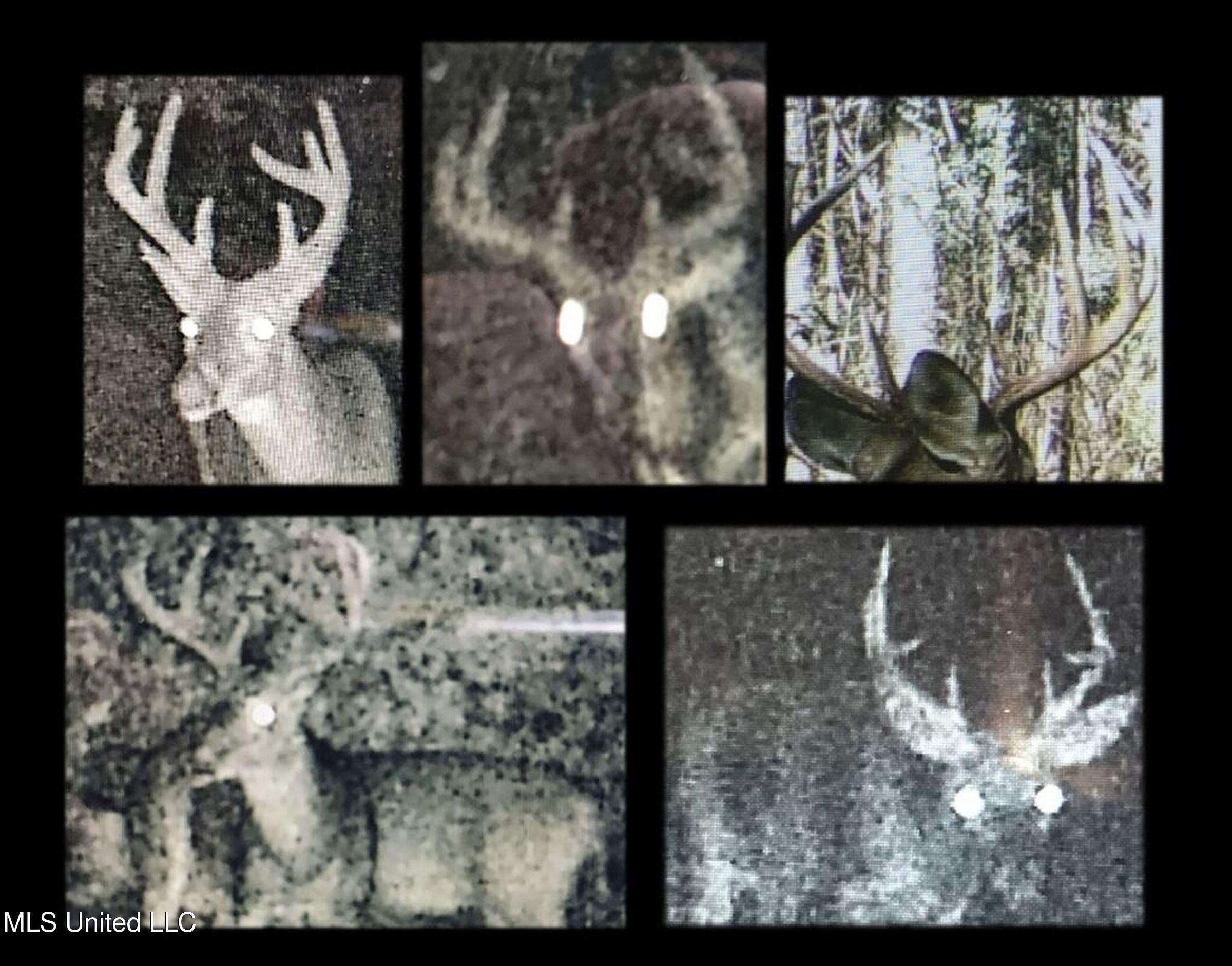 348 Beaverdam Road Camden, MS 39045 - Photo 8 of 121 148lakehs44