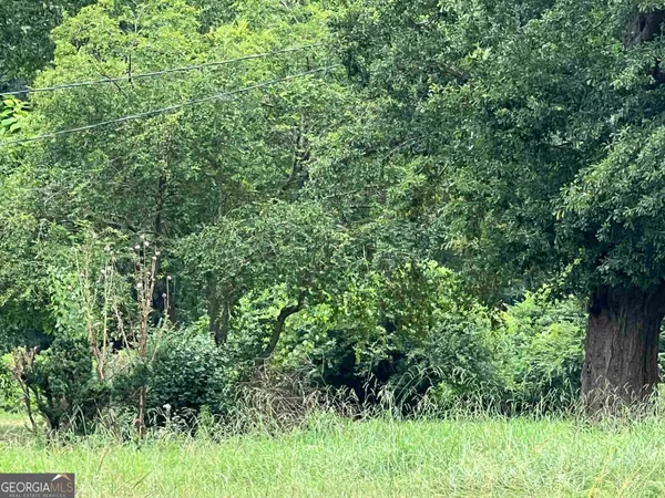 a view of a lush green forest