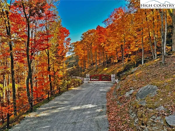 a view of a yard with plants and trees