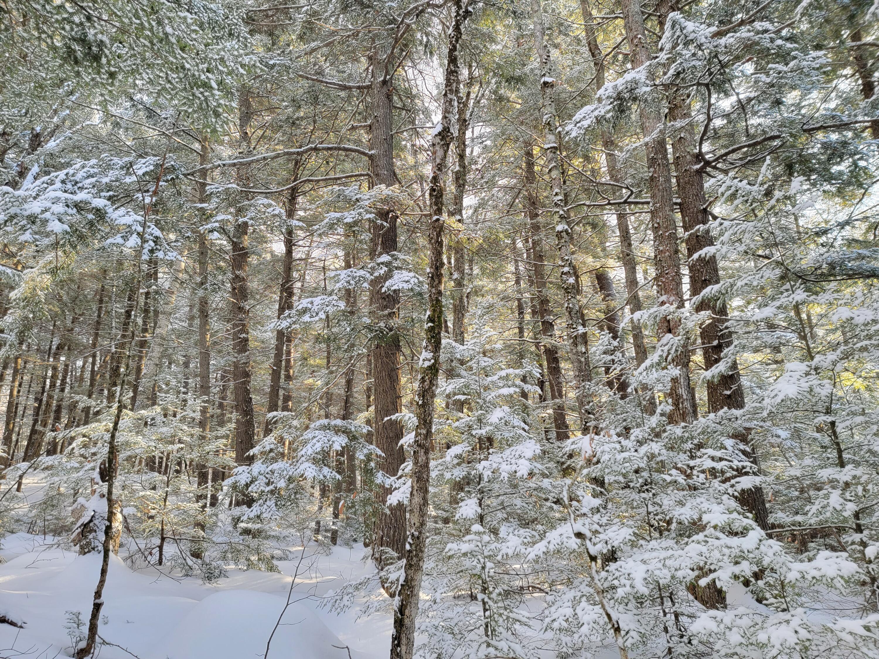 0 Railroadbed Rd Lake View Milo, ME 04463 - Photo 60 of 68 20220125_144055
