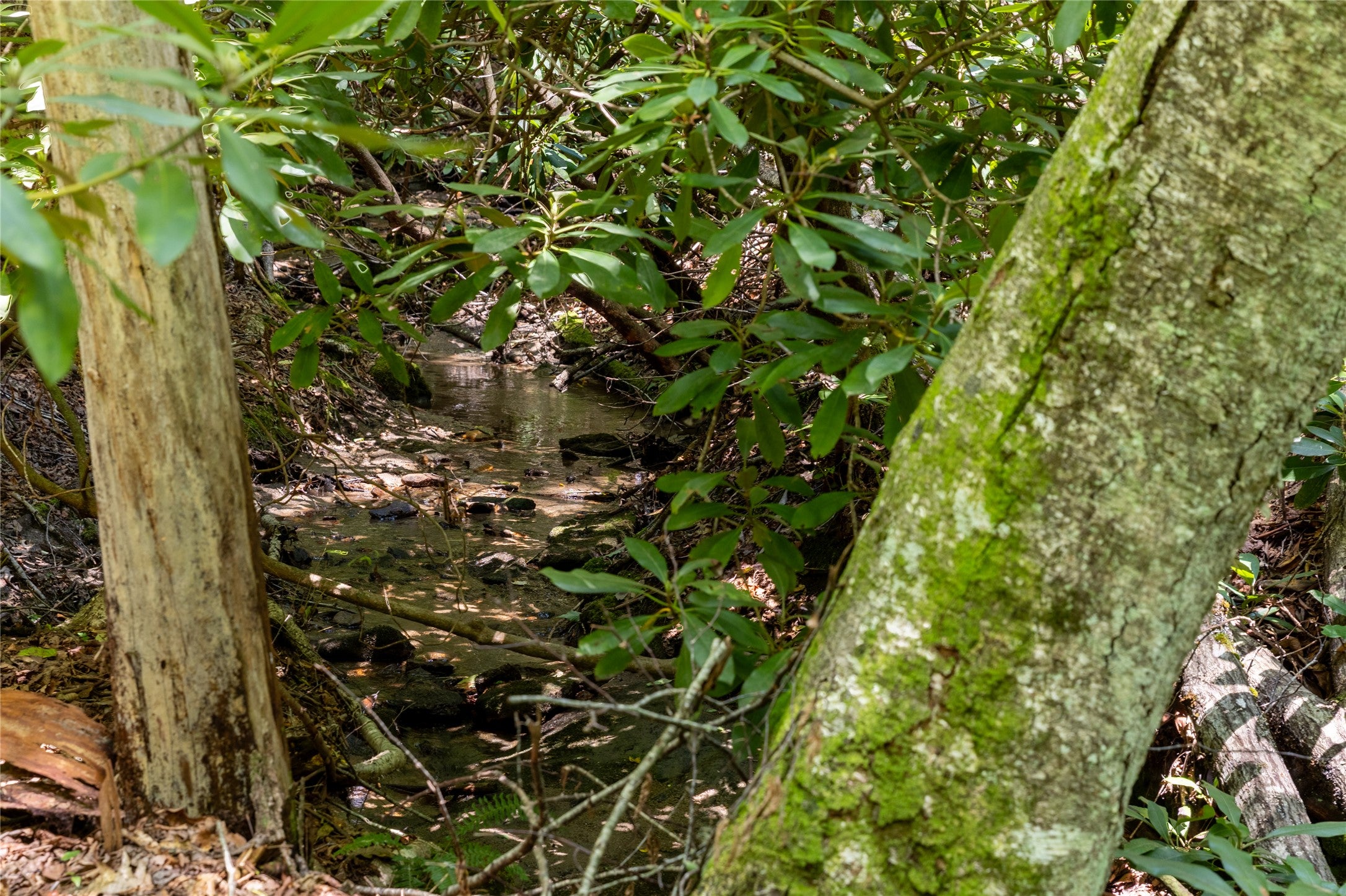 Tbd Aimless Hl Road Cashiers, NC 28717 - Photo 29 of 43 Gallery Image 29
