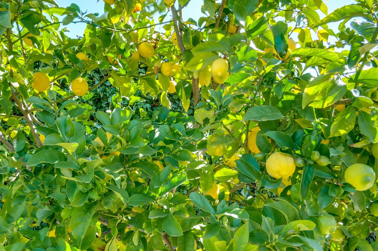 21972 McClellan Road Cupertino, CA 95014 - Photo 12 of 15 a backyard of a house with lots of green space