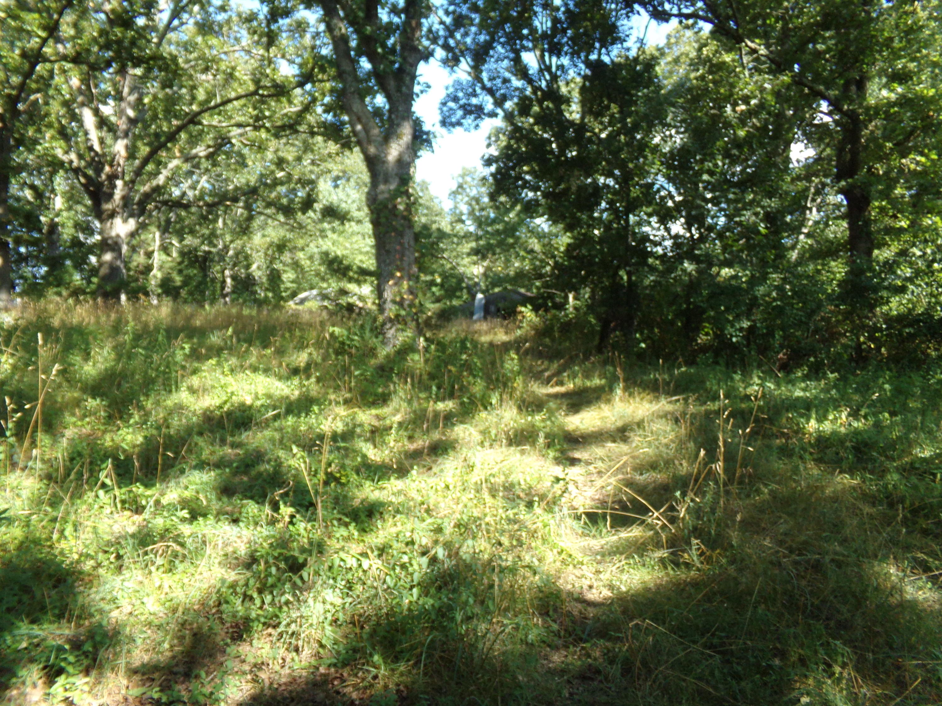 Tbd State Rte DD Willow Springs, MO 65793 - Photo 1 of 1 100_1307