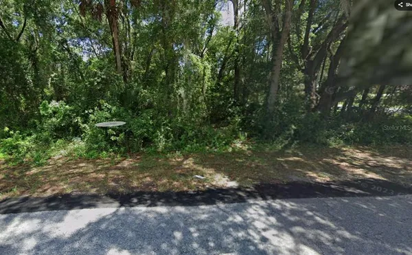 a view of a forest with lots of trees