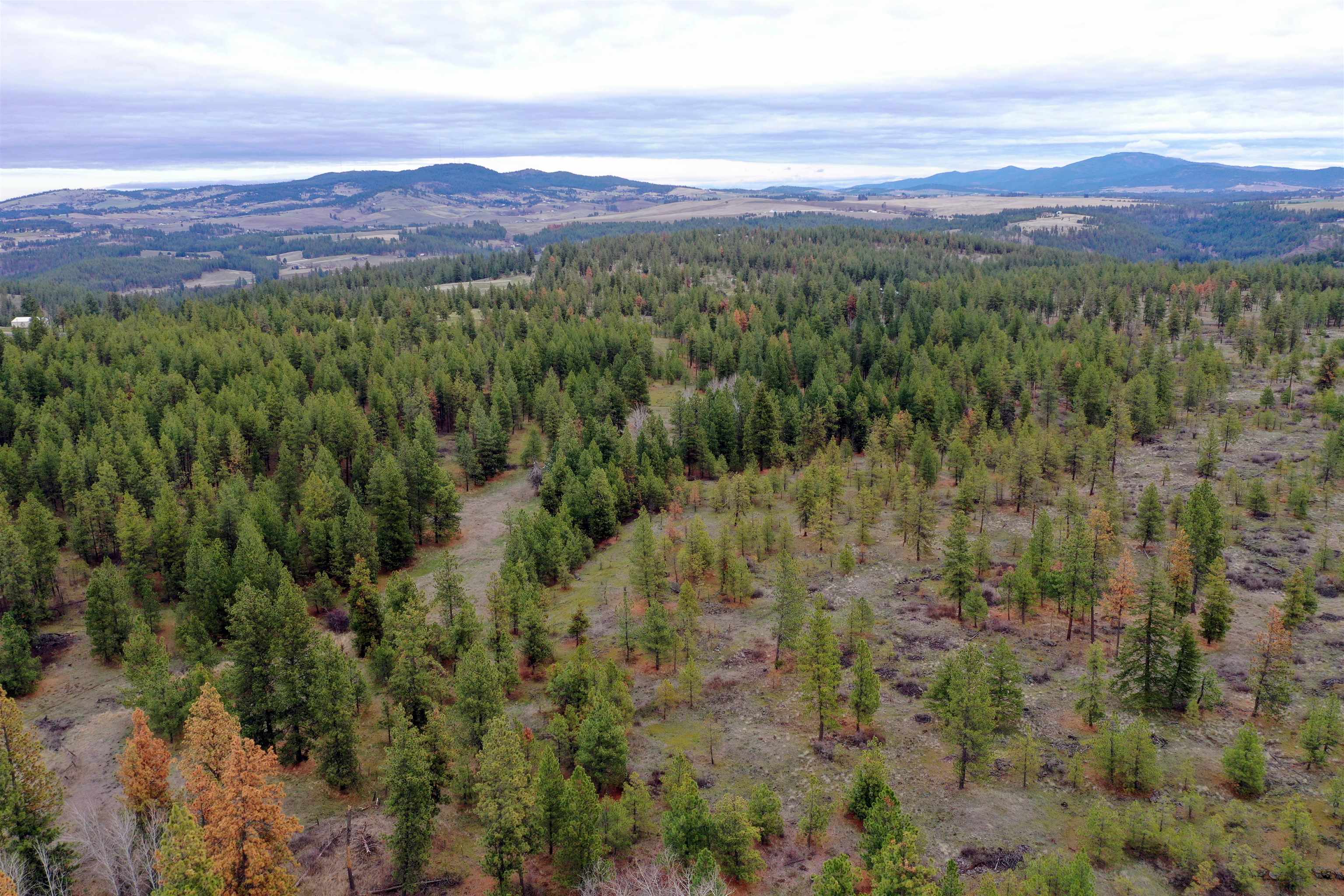 155-xx South Stentz Road, Unit LOT #8 Spangle, WA 99031 - Photo 1 of 16