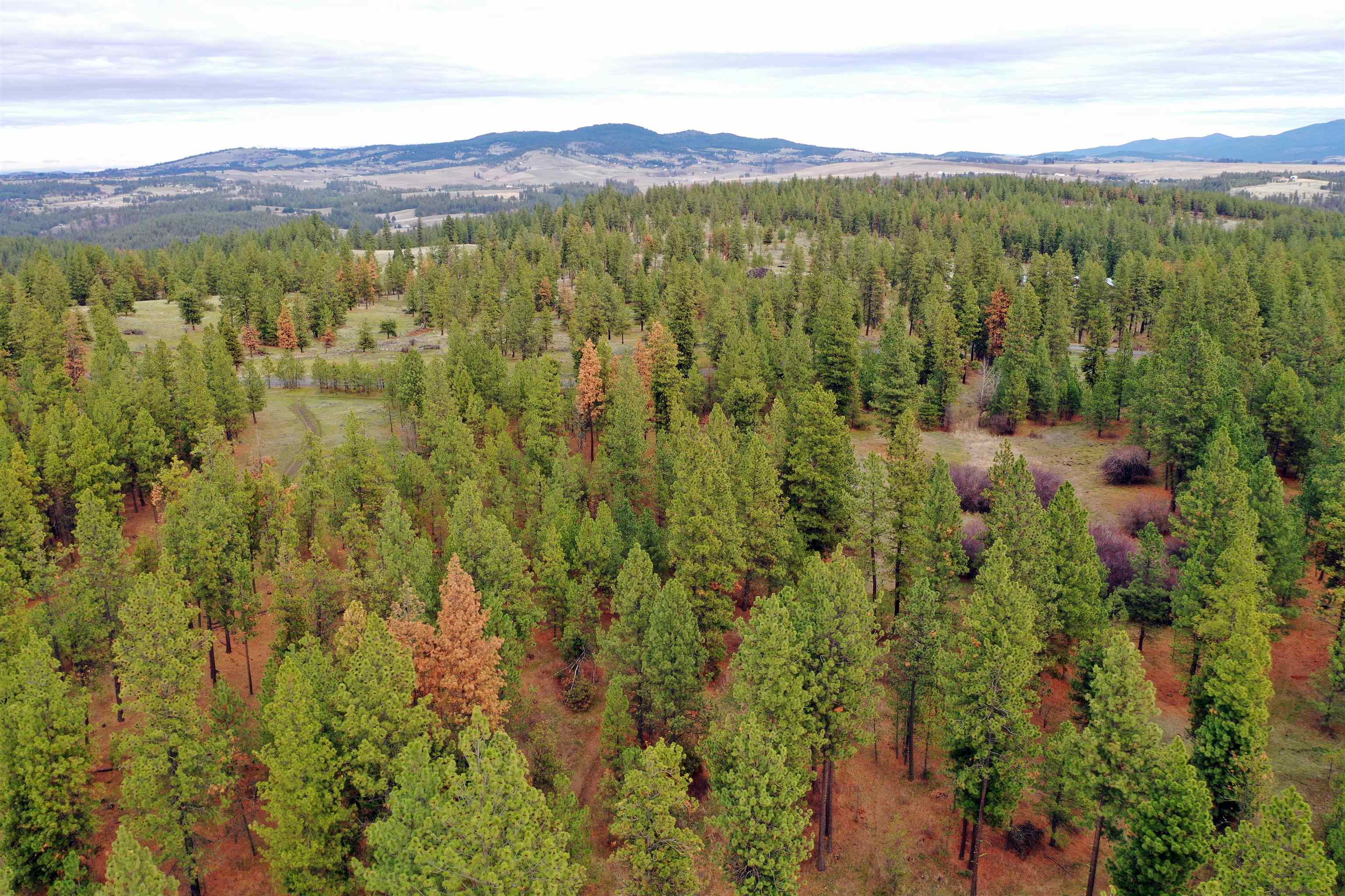 155-xx South Stentz Road, Unit LOT #8 Spangle, WA 99031 - Photo 7 of 16