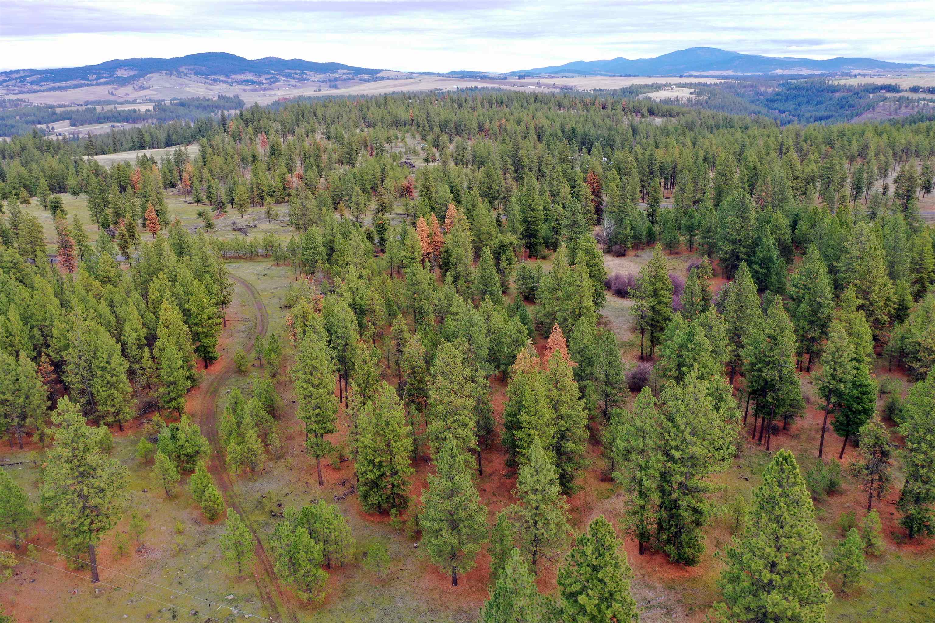 155-xx South Stentz Road, Unit LOT #8 Spangle, WA 99031 - Photo 8 of 16
