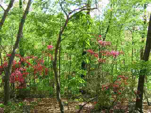 Lot 7 Guy Road Anderson, SC 29625 - Photo 19 of 20 Gallery Image 19