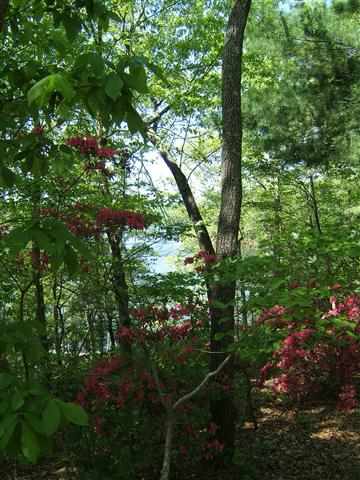 Lot 7 Guy Road Anderson, SC 29625 - Photo 6 of 20 Gallery Image 6