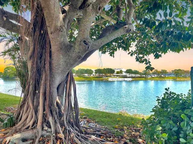 a view of a lake with a tree in the background