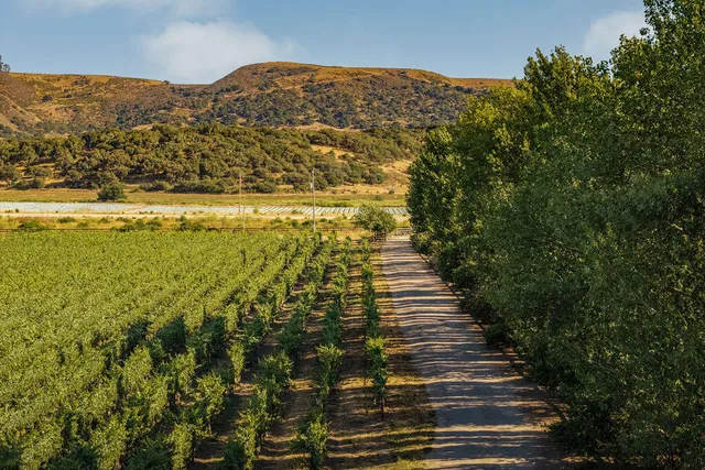 a view of a yard with plants and trees