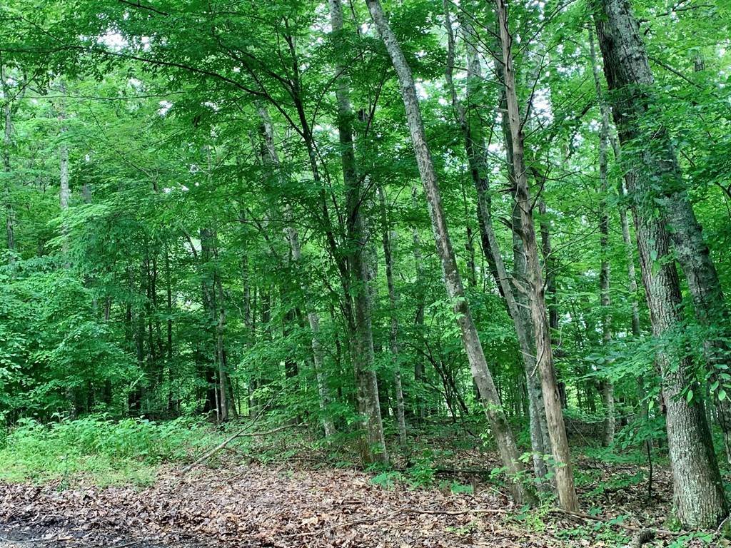 0 Red Cloud Trail Spring City, TN 37381 - Photo 44 of 49