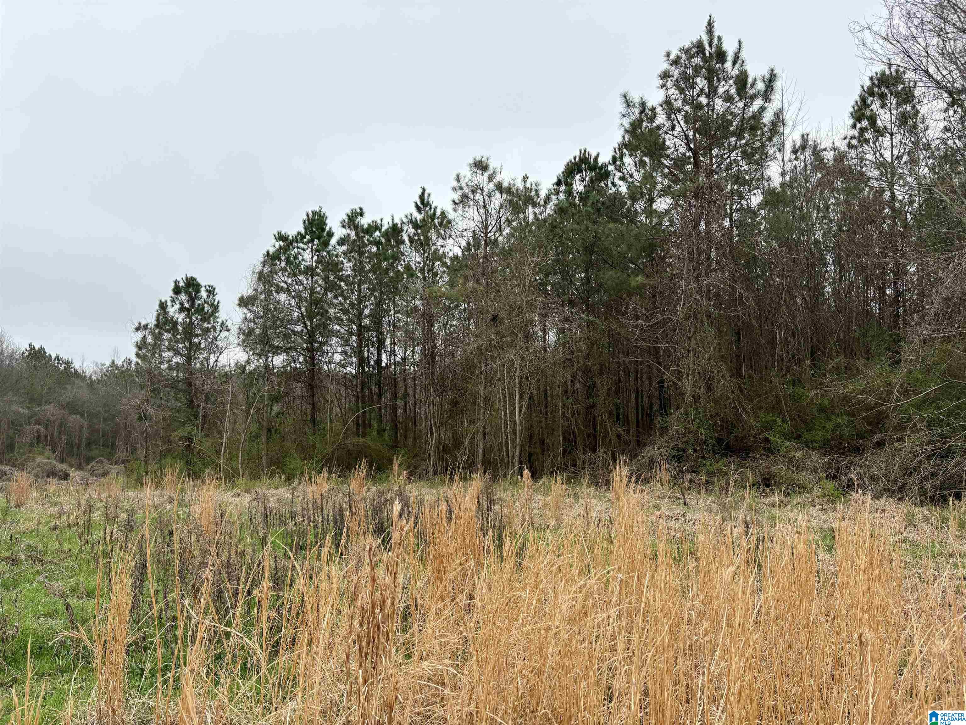 0 County Road 670, Unit 1 Ranburne, AL 36273 - Photo 13 of 18