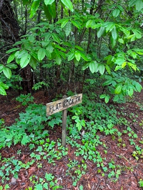 35-36 Big Sky Road Ferguson, NC 28624 - Photo 6 of 23 a view of a garden with a tree
