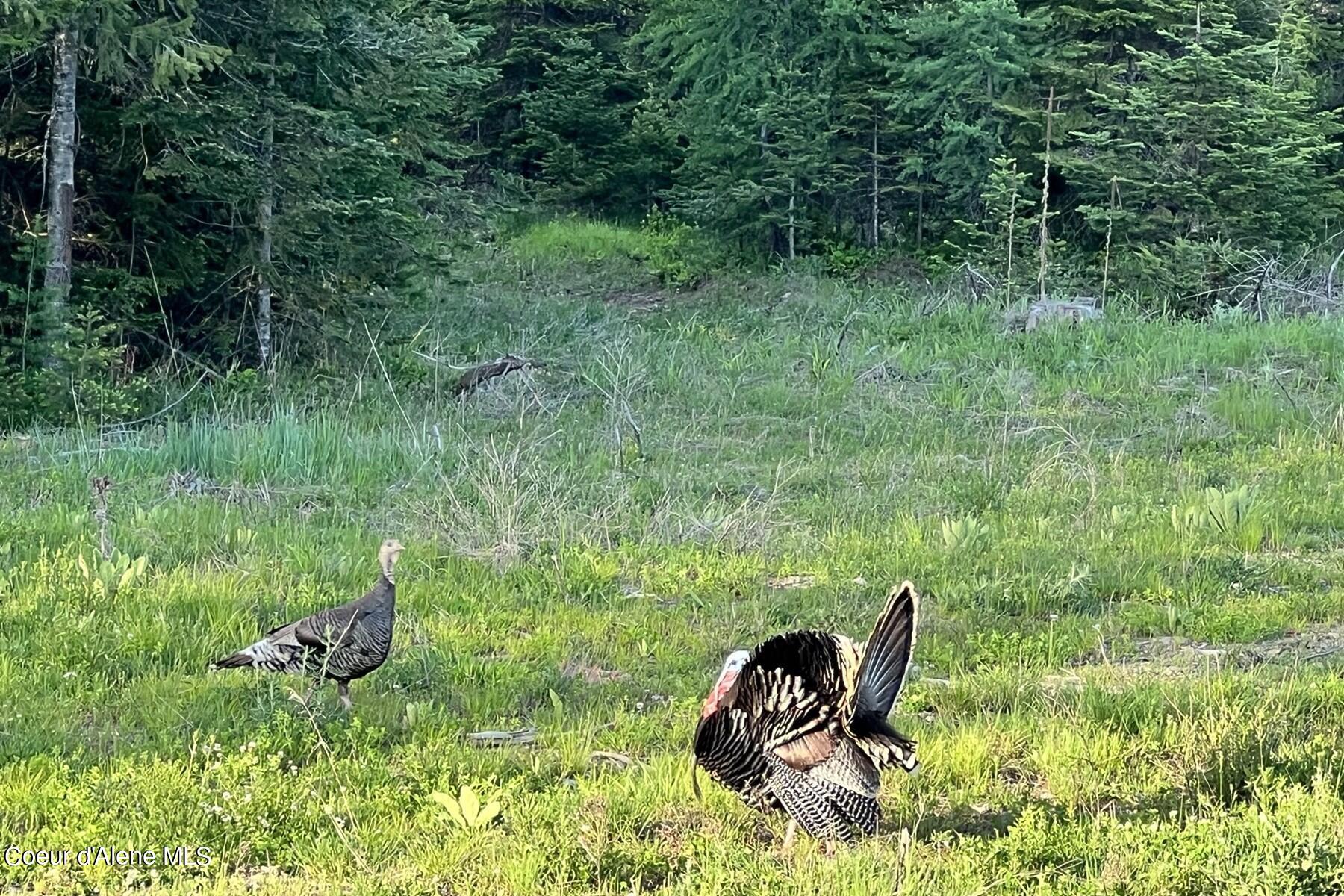 Lot 16-bk1 Lot 16-bk1 Leonard Loop Athol, ID 83801 - Photo 7 of 19 Abundant Wildlife