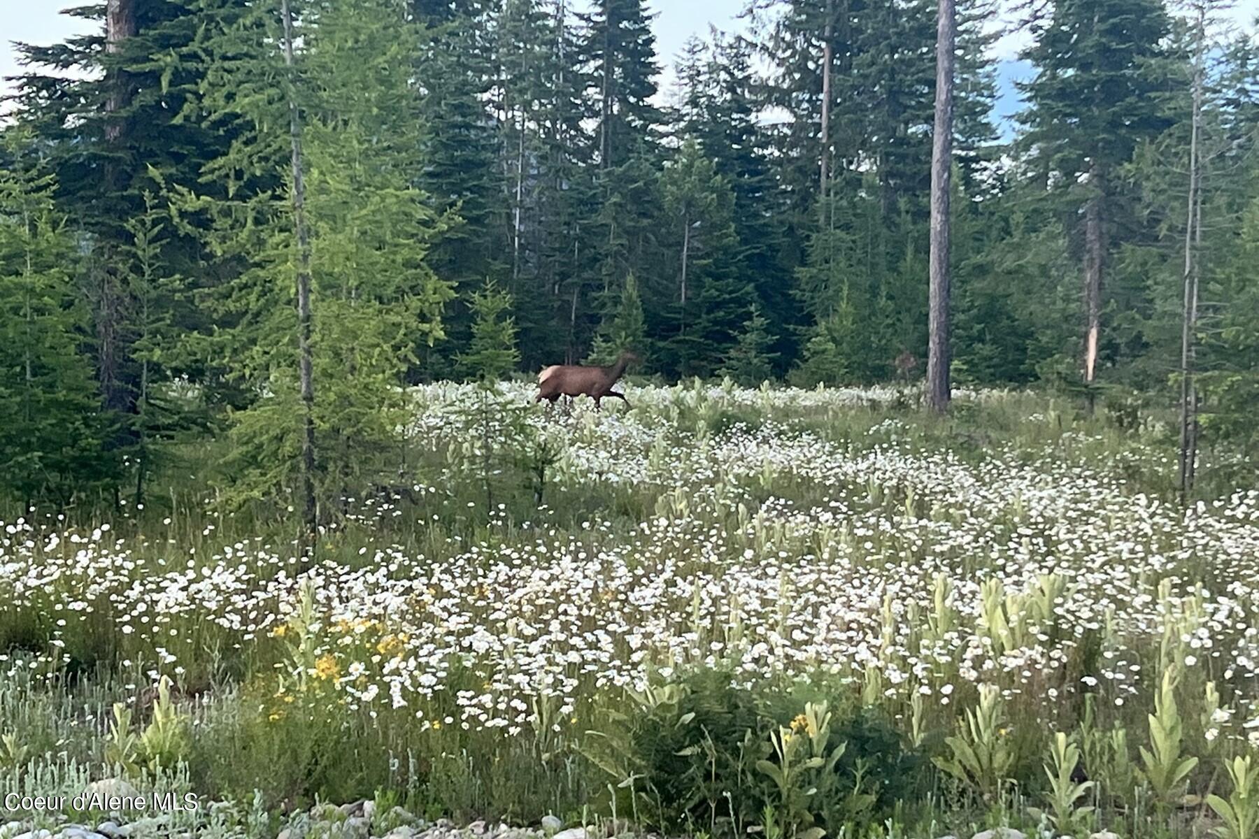 Lot 16-bk1 Lot 16-bk1 Leonard Loop Athol, ID 83801 - Photo 9 of 19 Serene Landscape