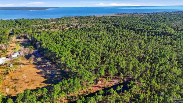a view of a lush green forest with lots of trees