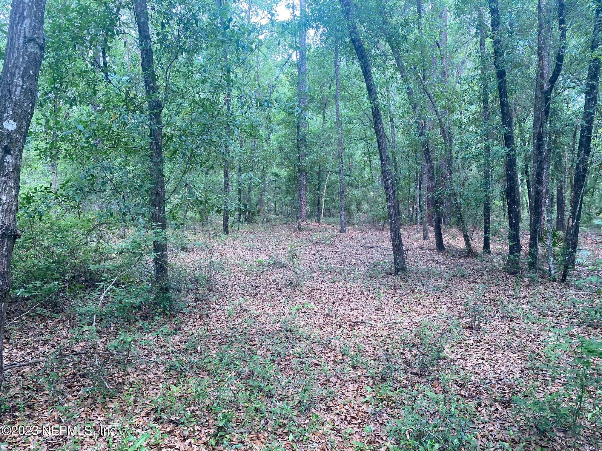102 Sculpin Drive Florahome, FL 32140 - Photo 11 of 21 a view of a forest that has large trees
