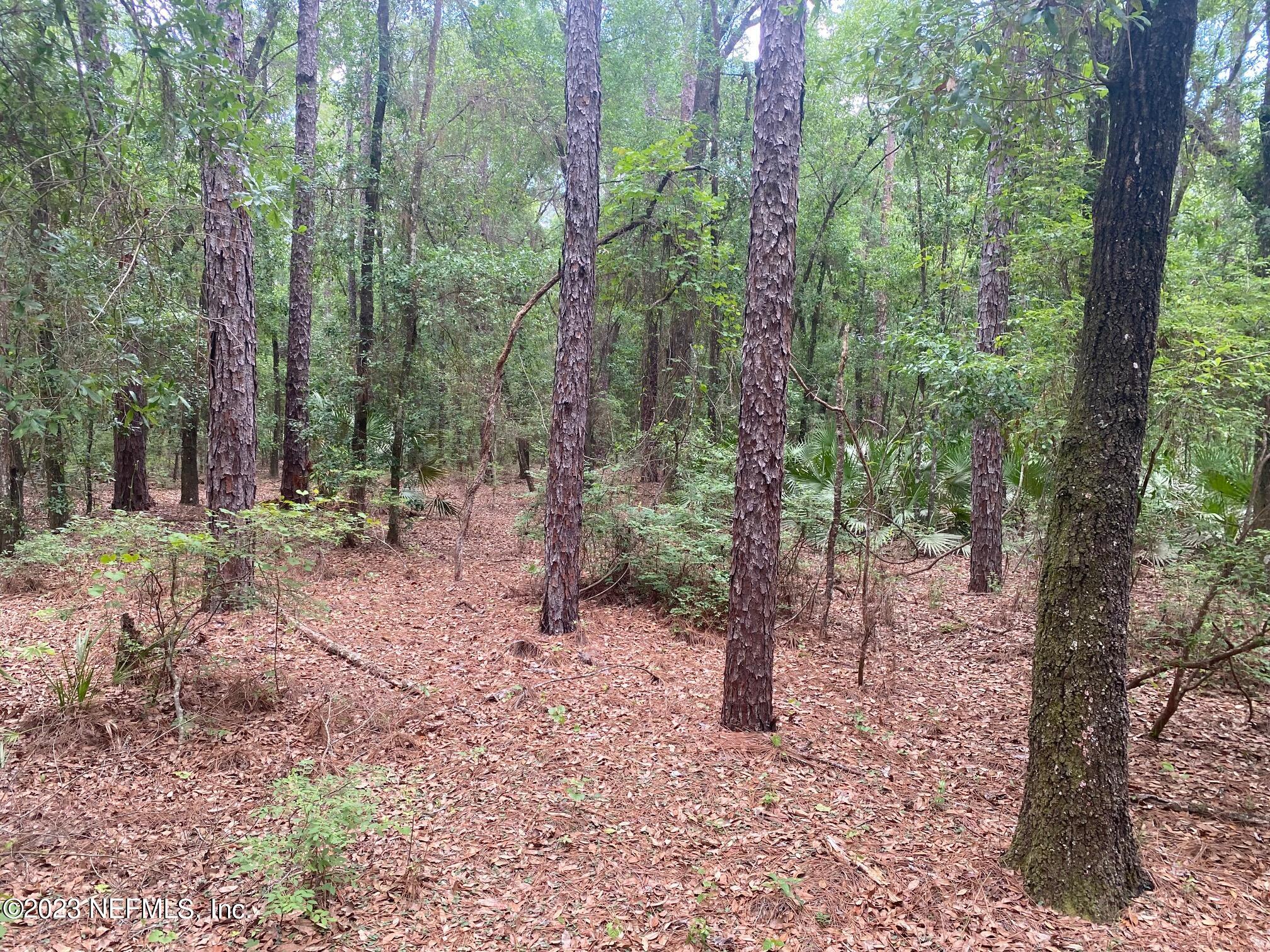 102 Sculpin Drive Florahome, FL 32140 - Photo 13 of 21 a view of outdoor space and trees