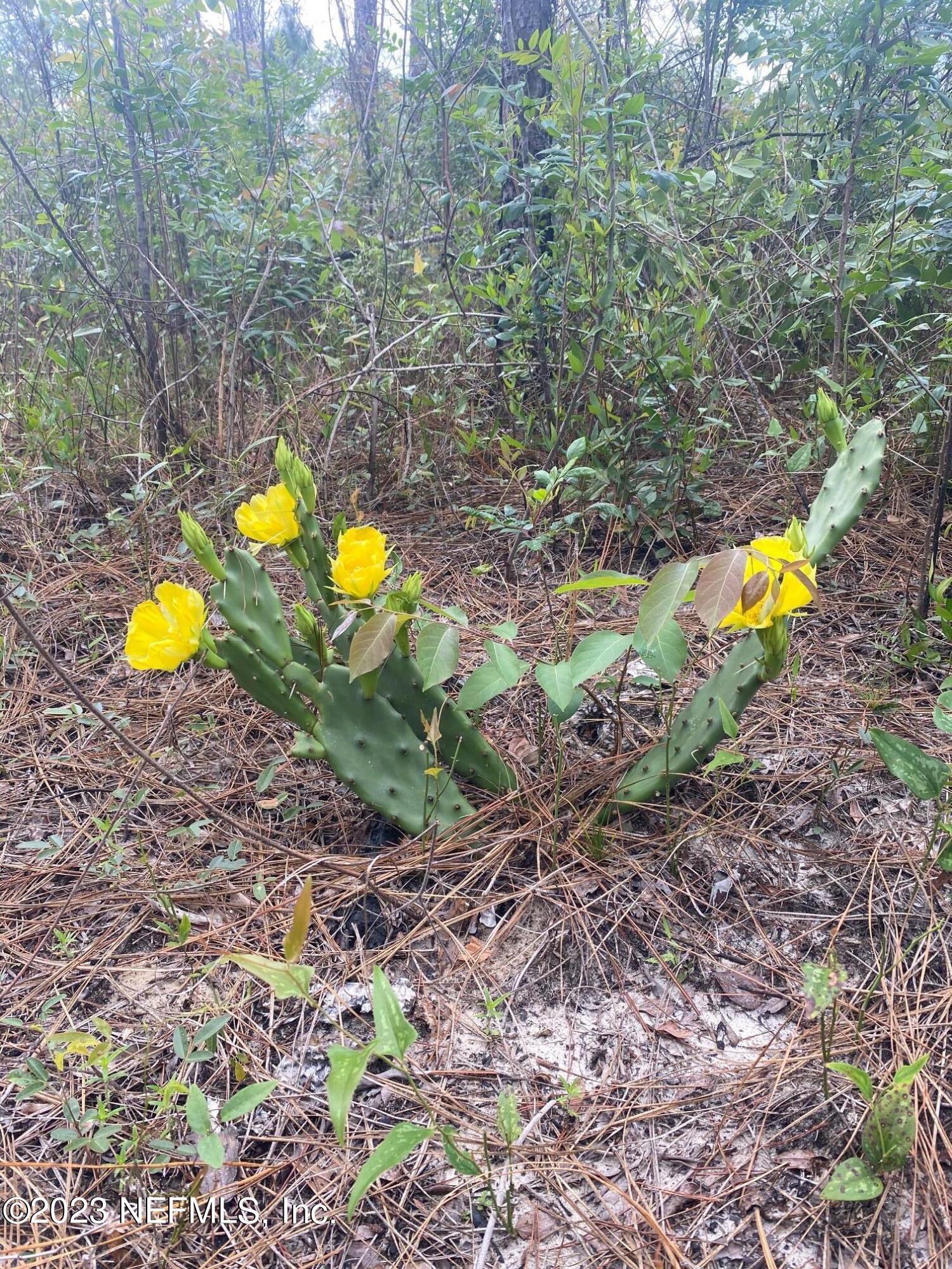 102 Sculpin Drive Florahome, FL 32140 - Photo 19 of 21 a view of a forest with swimming pool