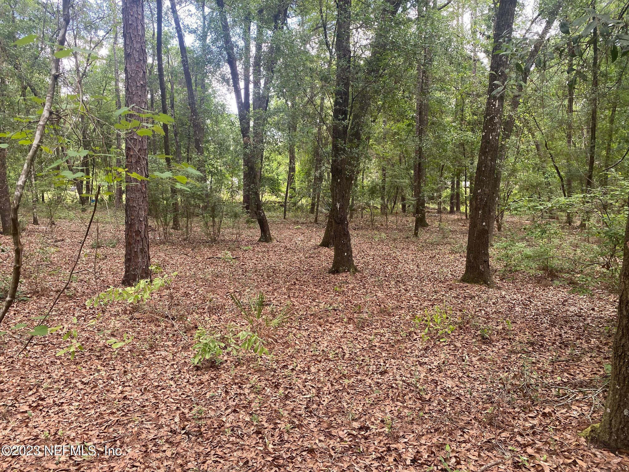 102 Sculpin Drive Florahome, FL 32140 - Photo 3 of 21 a view of a forest filled with trees