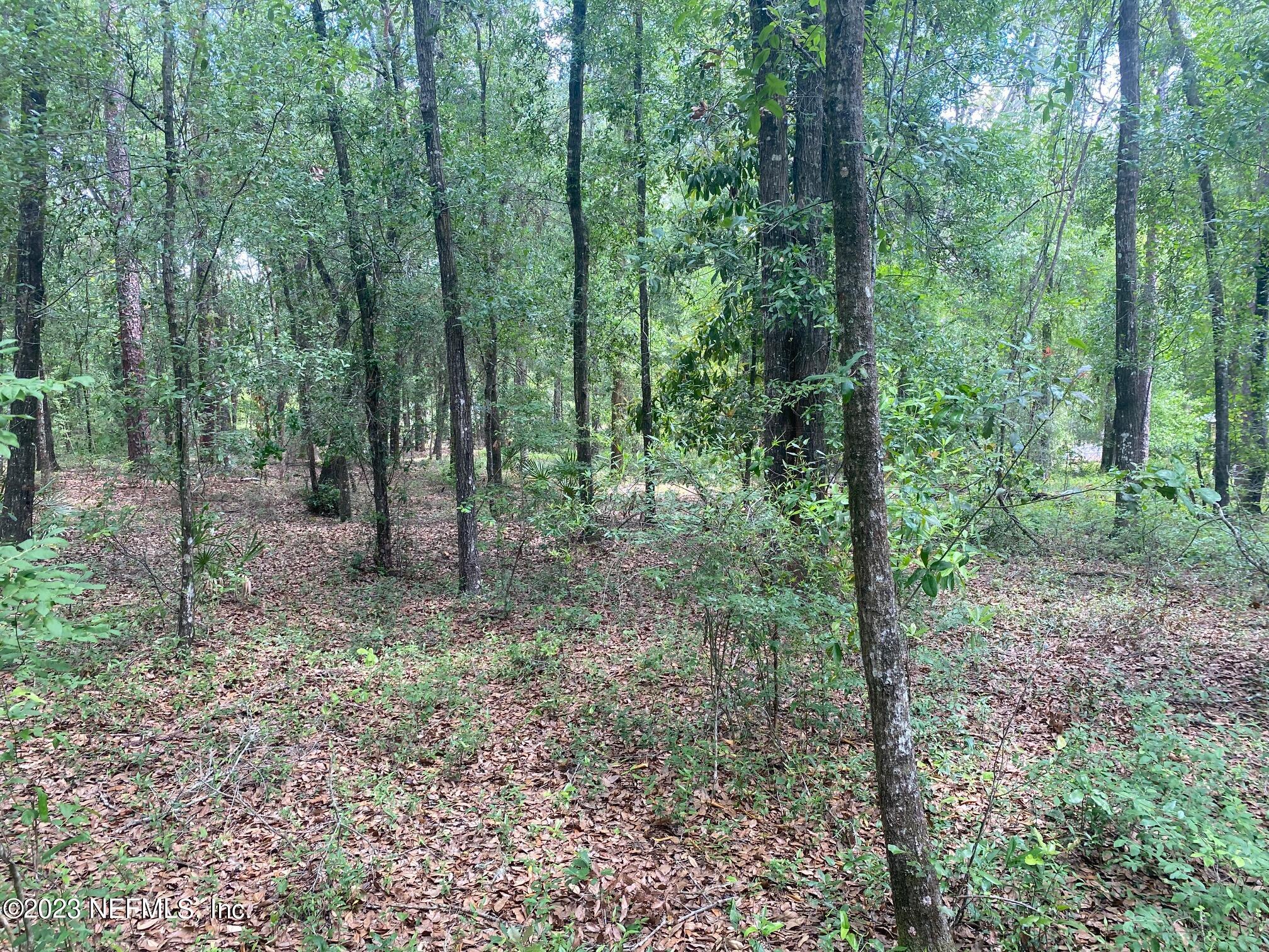 102 Sculpin Drive Florahome, FL 32140 - Photo 4 of 21 a view of a forest that has large trees