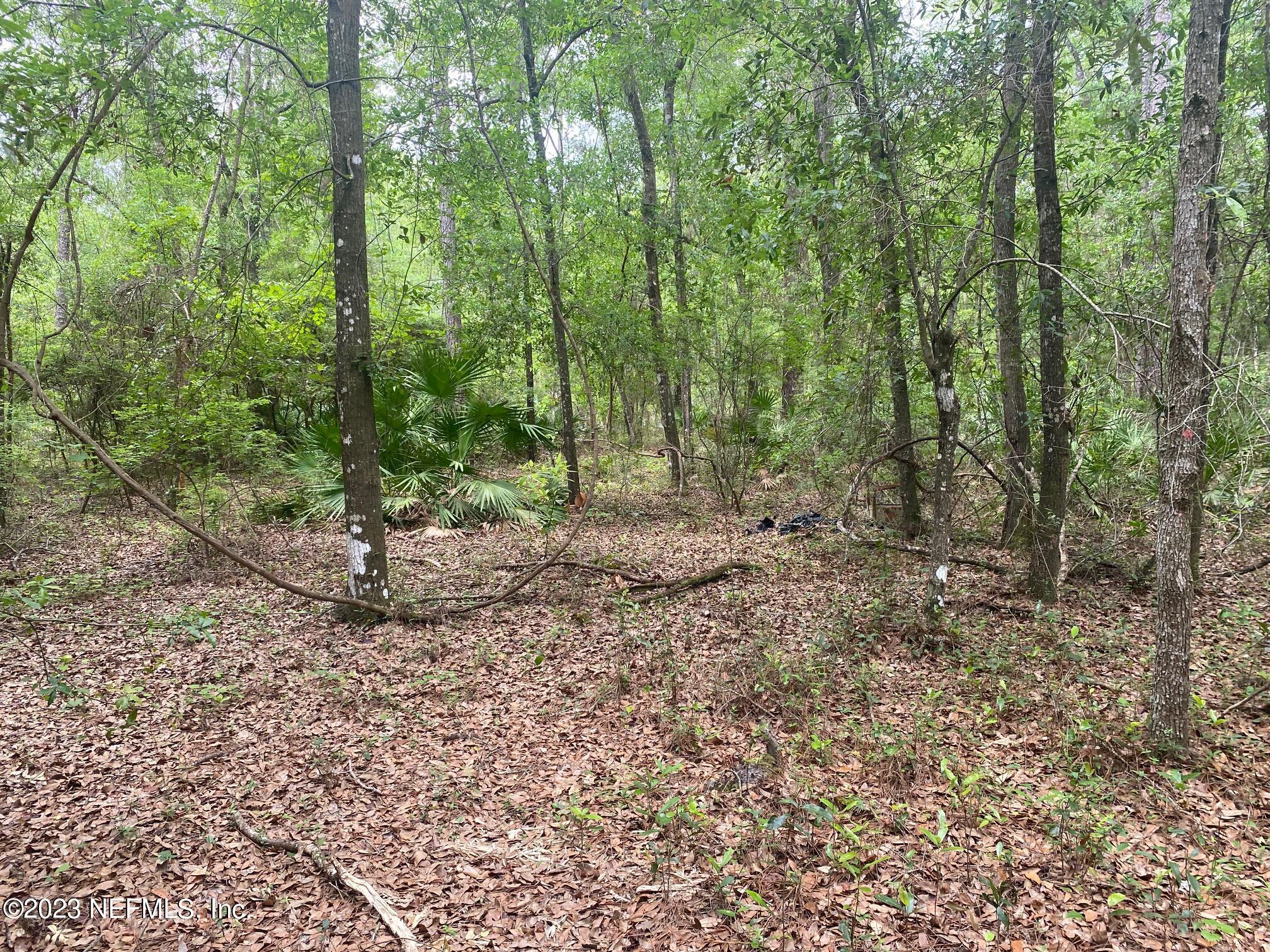 102 Sculpin Drive Florahome, FL 32140 - Photo 6 of 21 a view of a forest with trees in the background