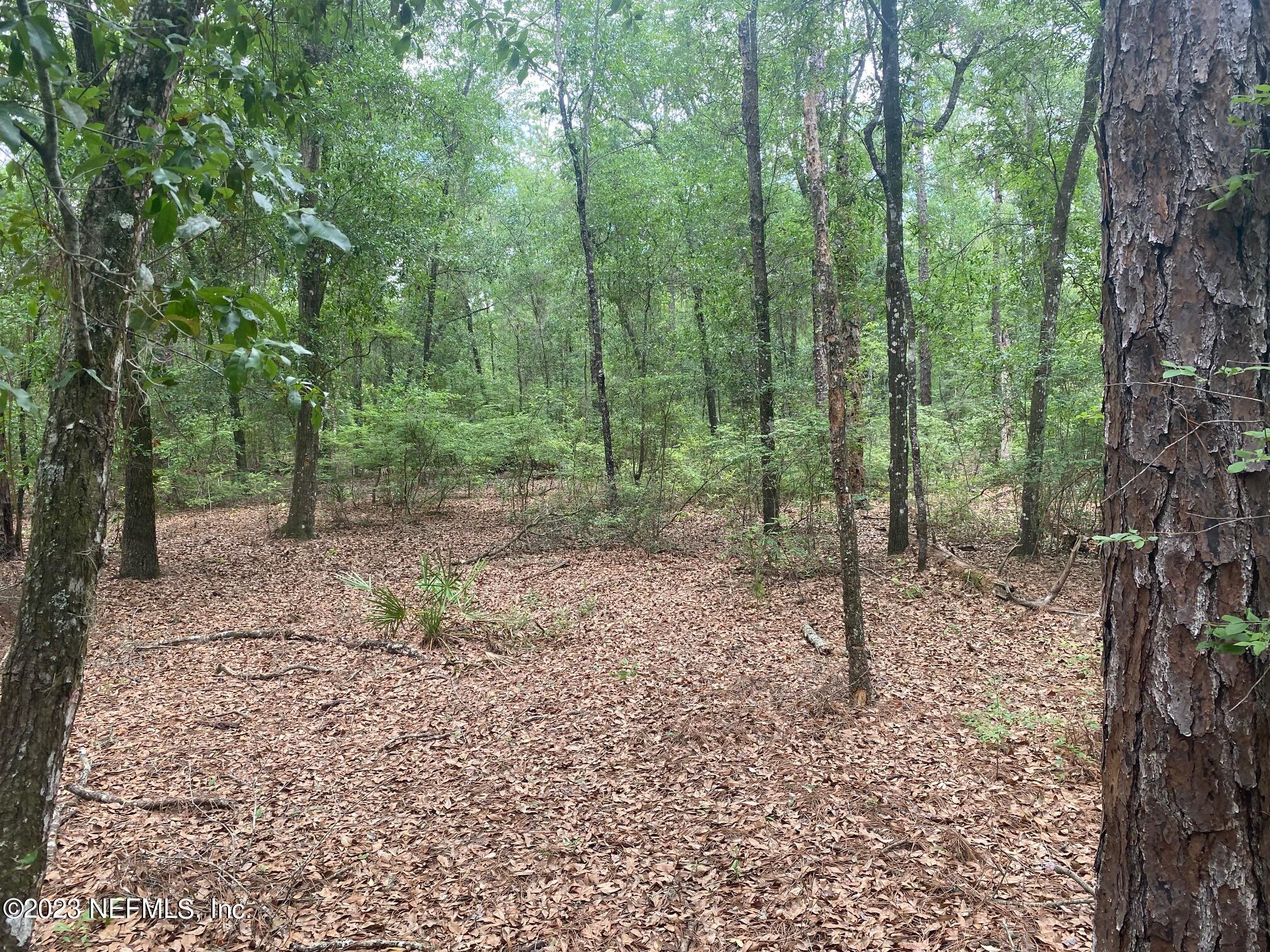 102 Sculpin Drive Florahome, FL 32140 - Photo 7 of 21 a view of a forest that has large trees