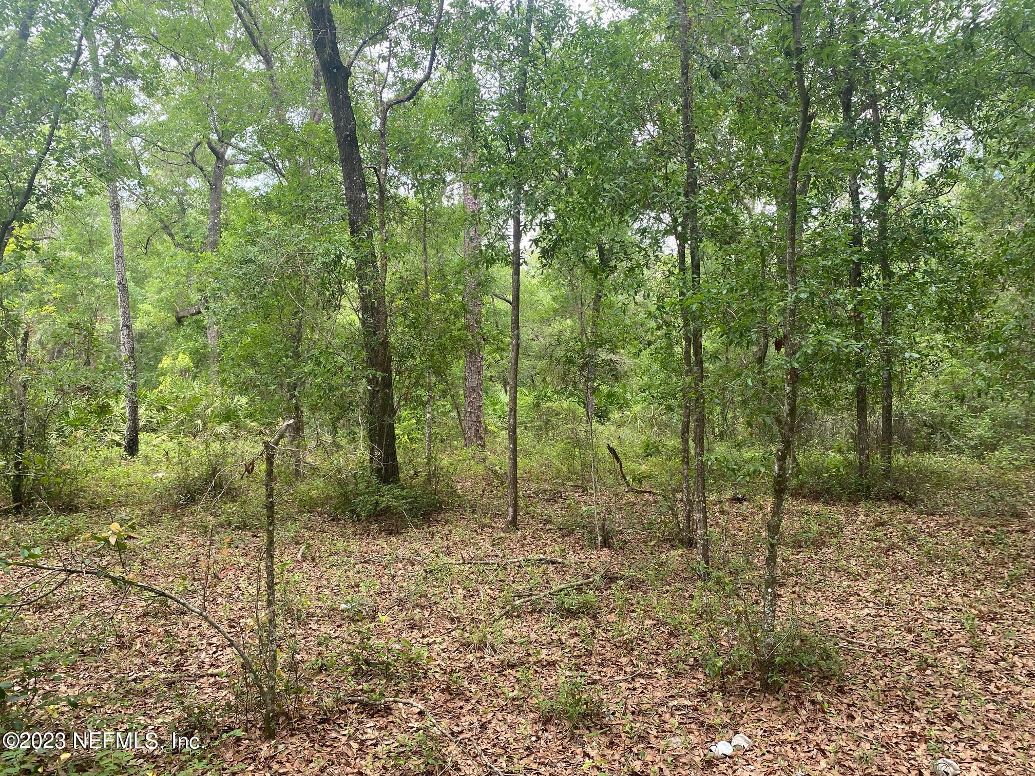 102 Sculpin Drive Florahome, FL 32140 - Photo 9 of 21 a view of a forest filled with trees