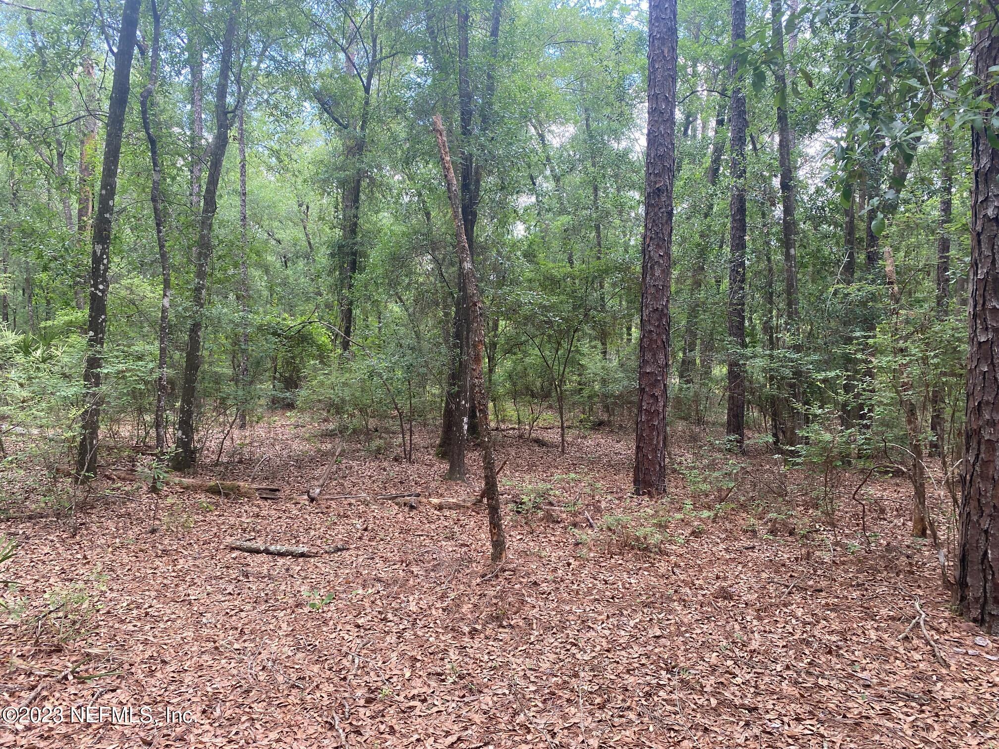 102 Sculpin Drive Florahome, FL 32140 - Photo 10 of 21 a view of a forest with trees in the background