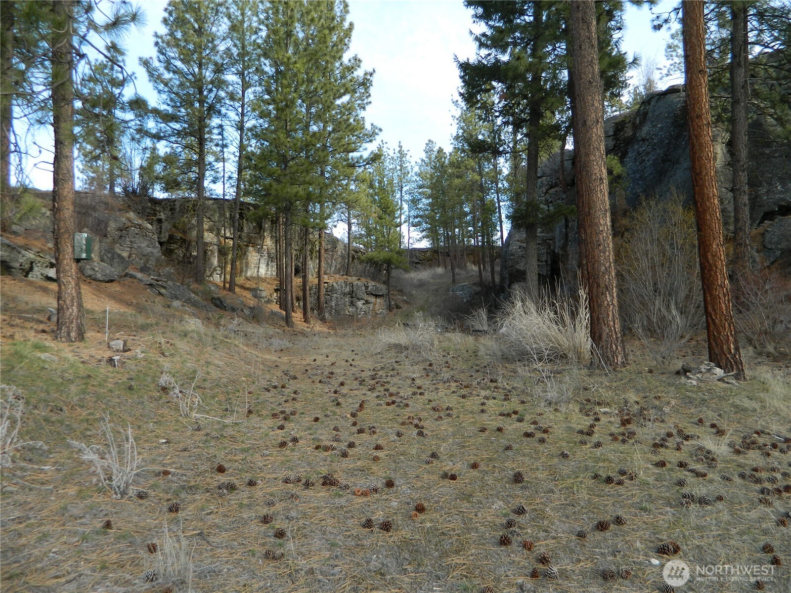 28 Ridgeline Road Tonasket, WA 98855 - Photo 5 of 19 a view of a dry yard with trees