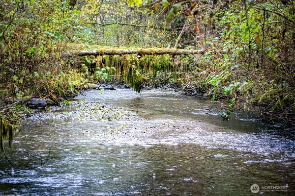 a view of a yard with plants and trees