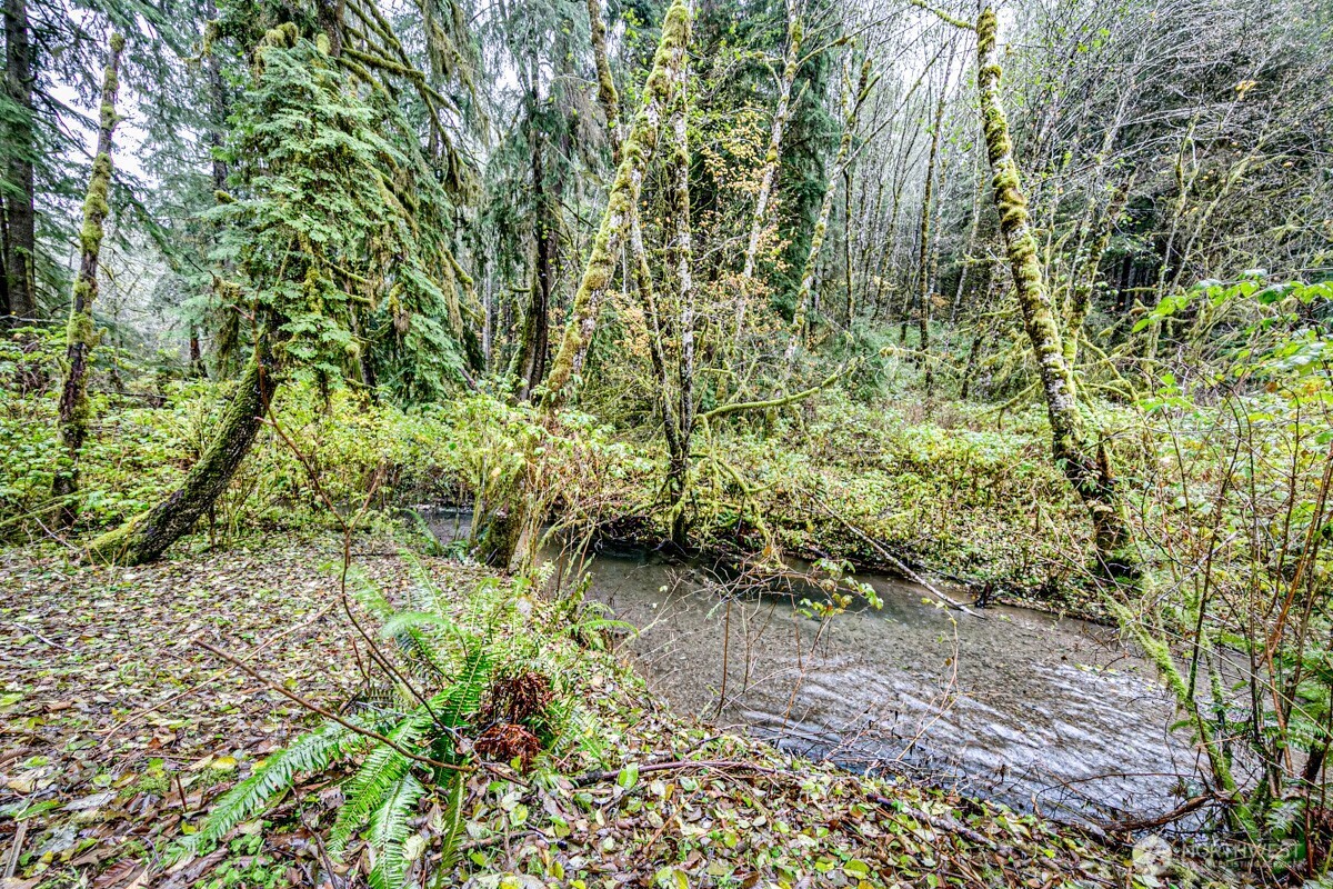 292 Sportsman Club Road Forks, WA 98331 - Photo 11 of 24 a view of outdoor space and a yard