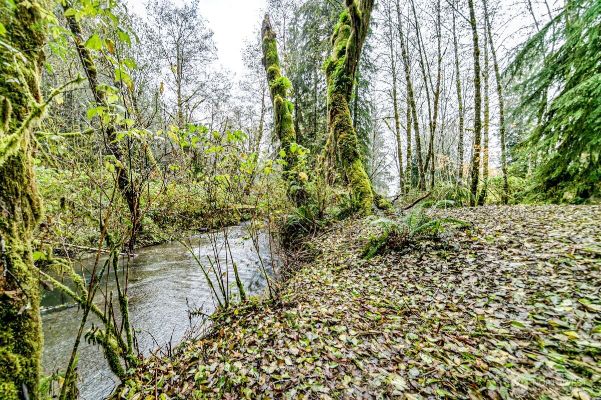 292 Sportsman Club Road Forks, WA 98331 - Photo 12 of 24 a backyard of a house with lots of green space