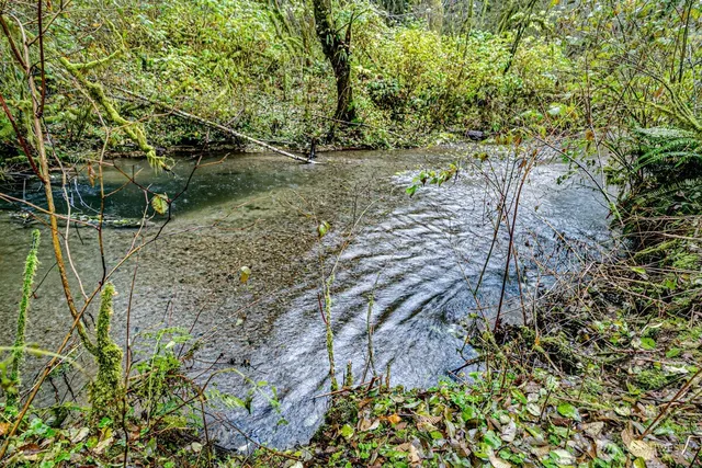 a view of a yard with plants and large trees