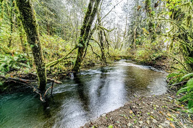 a view of water with large trees