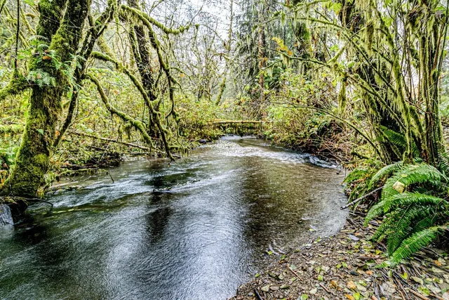 a view of a lake with a tree
