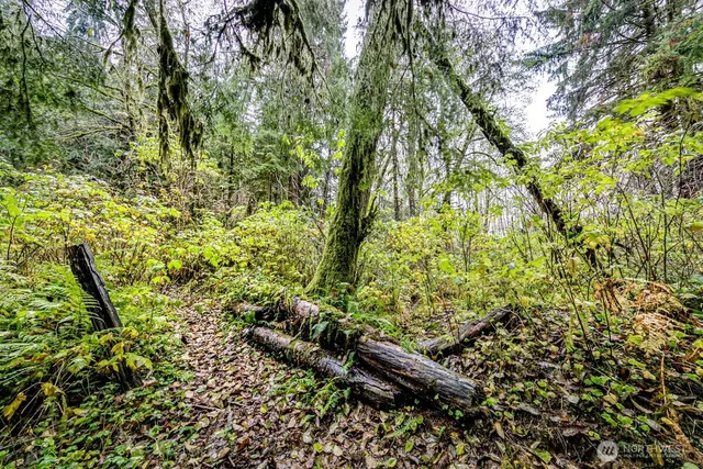a view of a yard with a tree