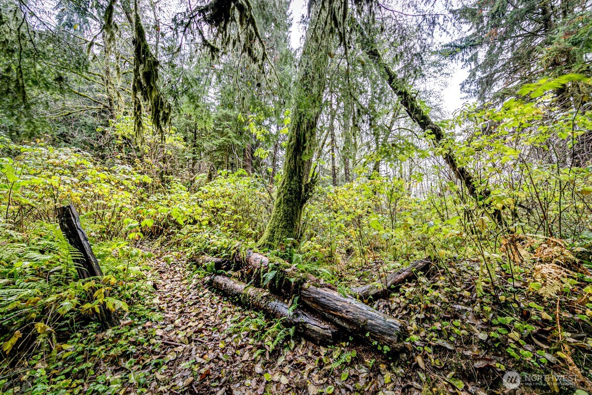 292 Sportsman Club Road Forks, WA 98331 - Photo 17 of 24 a view of tree
