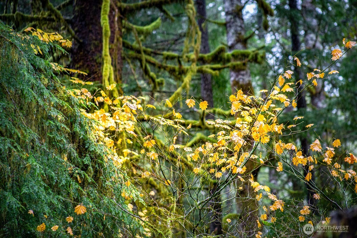 292 Sportsman Club Road Forks, WA 98331 - Photo 23 of 24 a view of a tree