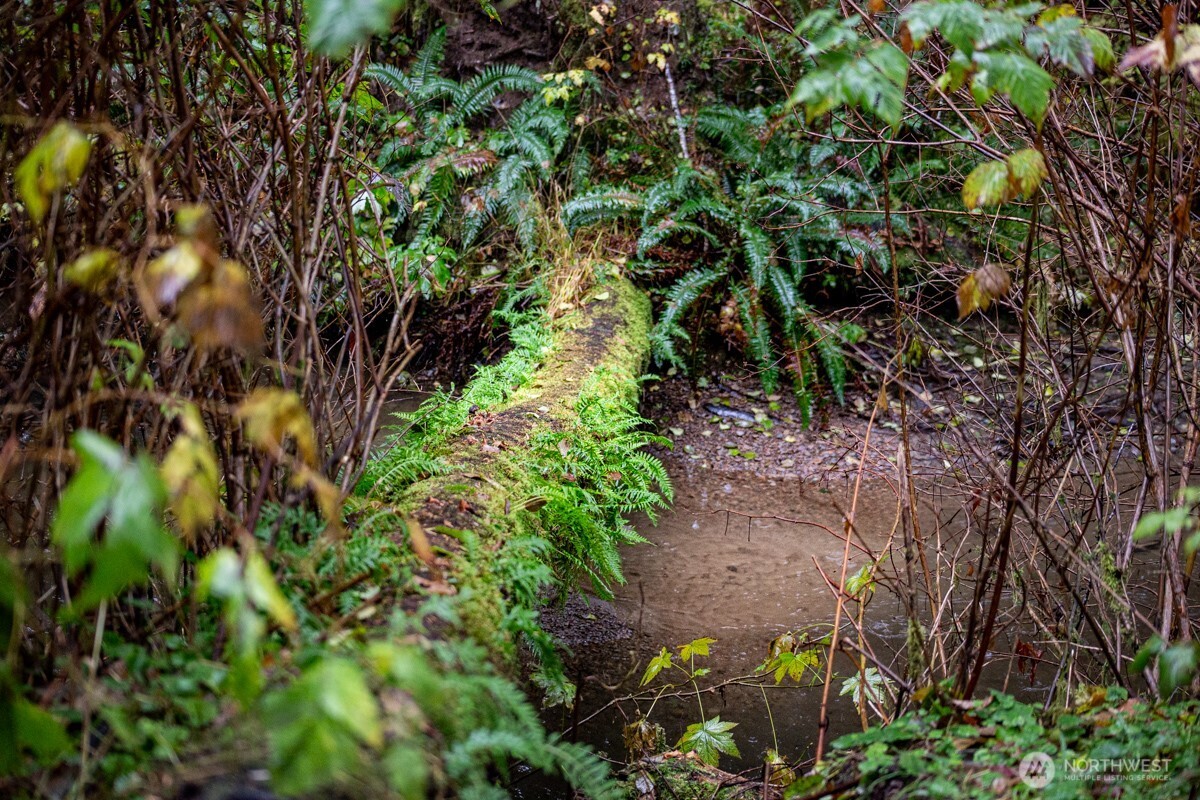 292 Sportsman Club Road Forks, WA 98331 - Photo 24 of 24 a plant view in yard