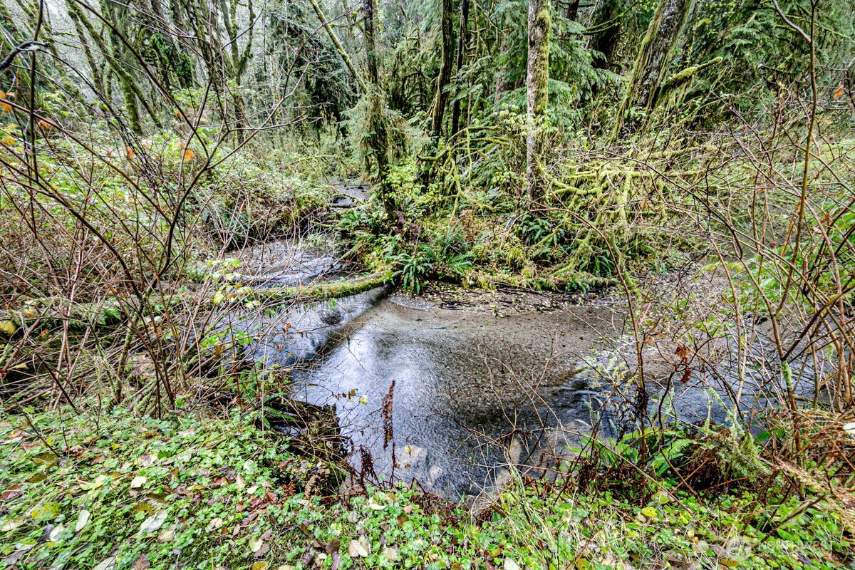 292 Sportsman Club Road Forks, WA 98331 - Photo 4 of 24 a view of a garden with a tree