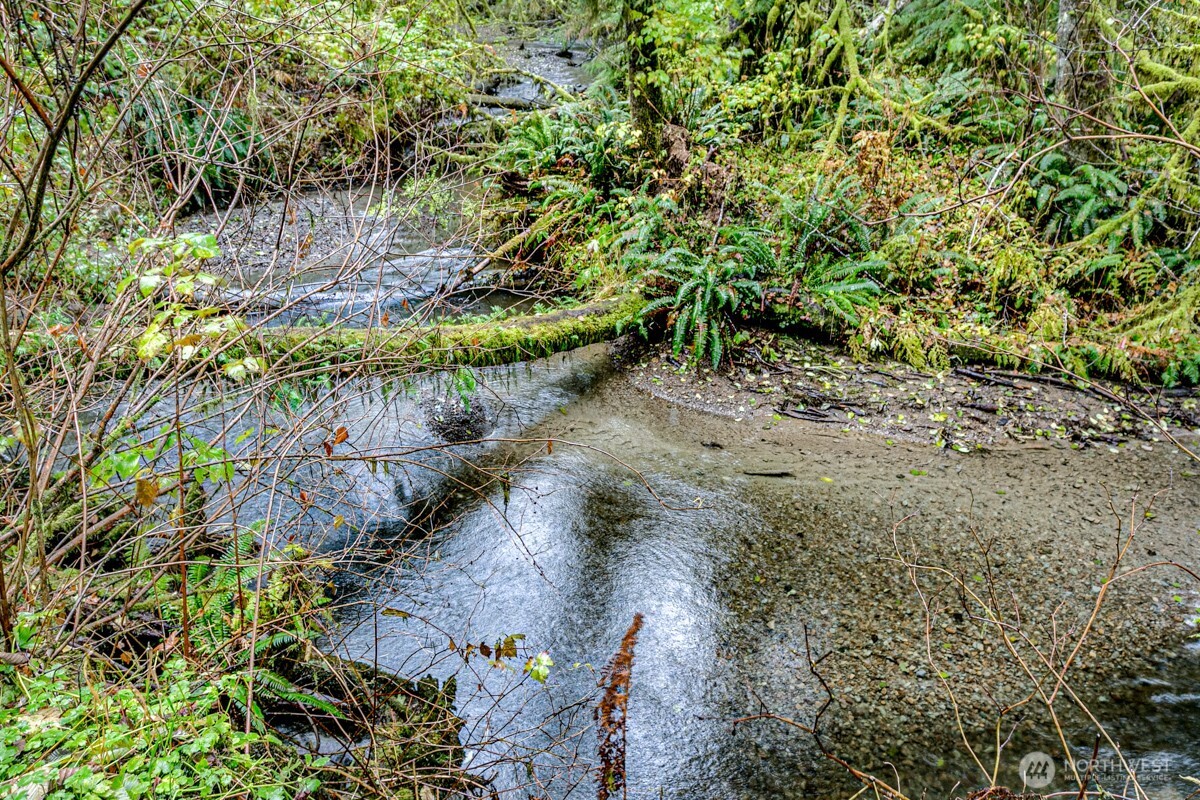 292 Sportsman Club Road Forks, WA 98331 - Photo 5 of 24 a view of a pathway with a tree