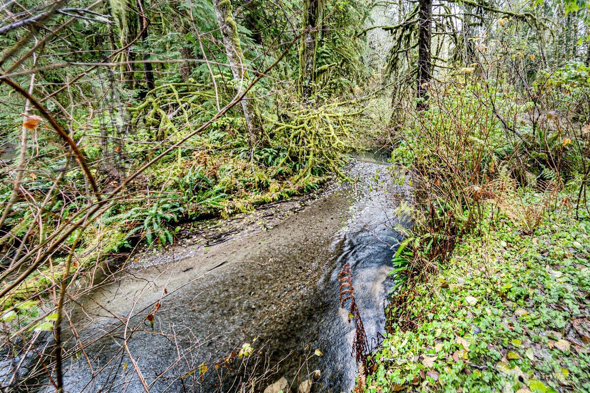292 Sportsman Club Road Forks, WA 98331 - Photo 6 of 24 a picture of a tree