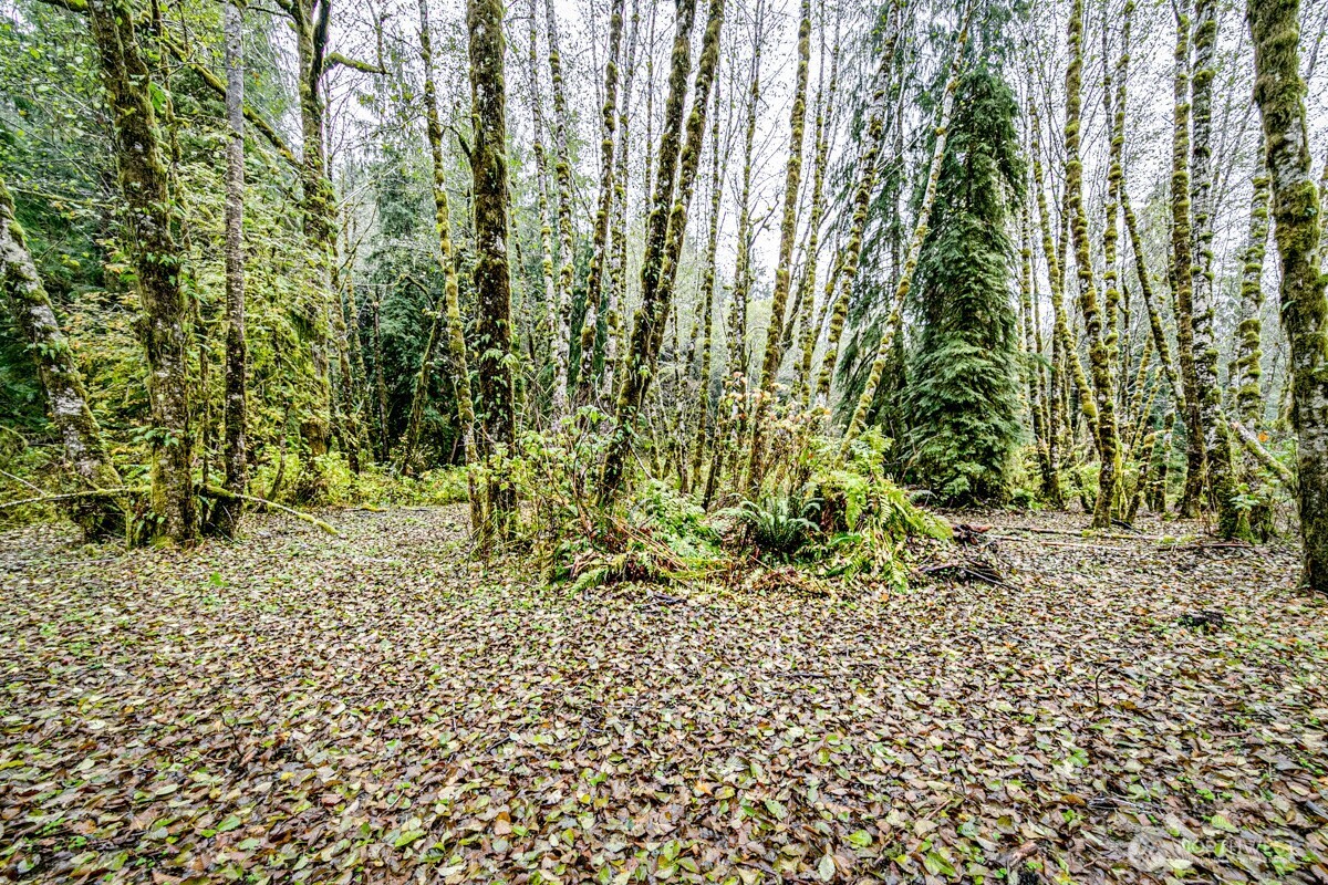 292 Sportsman Club Road Forks, WA 98331 - Photo 7 of 24 a view of a garden