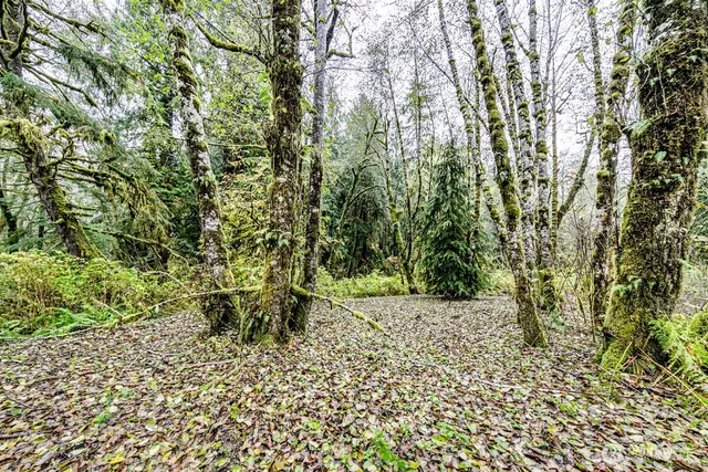 a view of a yard with plants and trees
