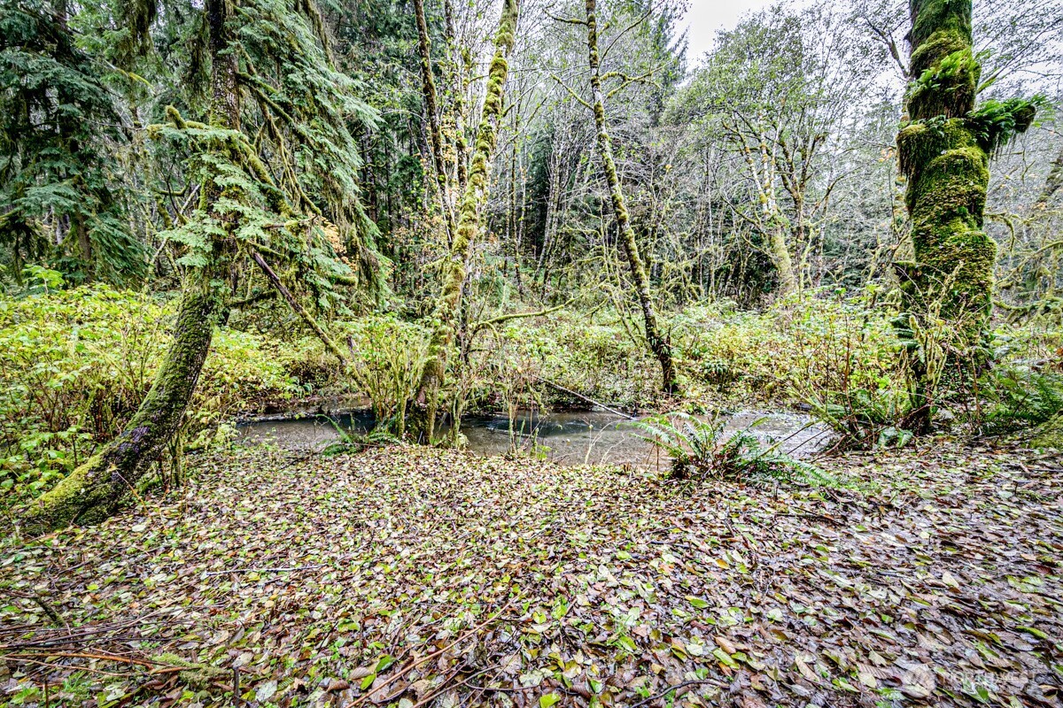 292 Sportsman Club Road Forks, WA 98331 - Photo 10 of 24 a view of a yard with plants and tree