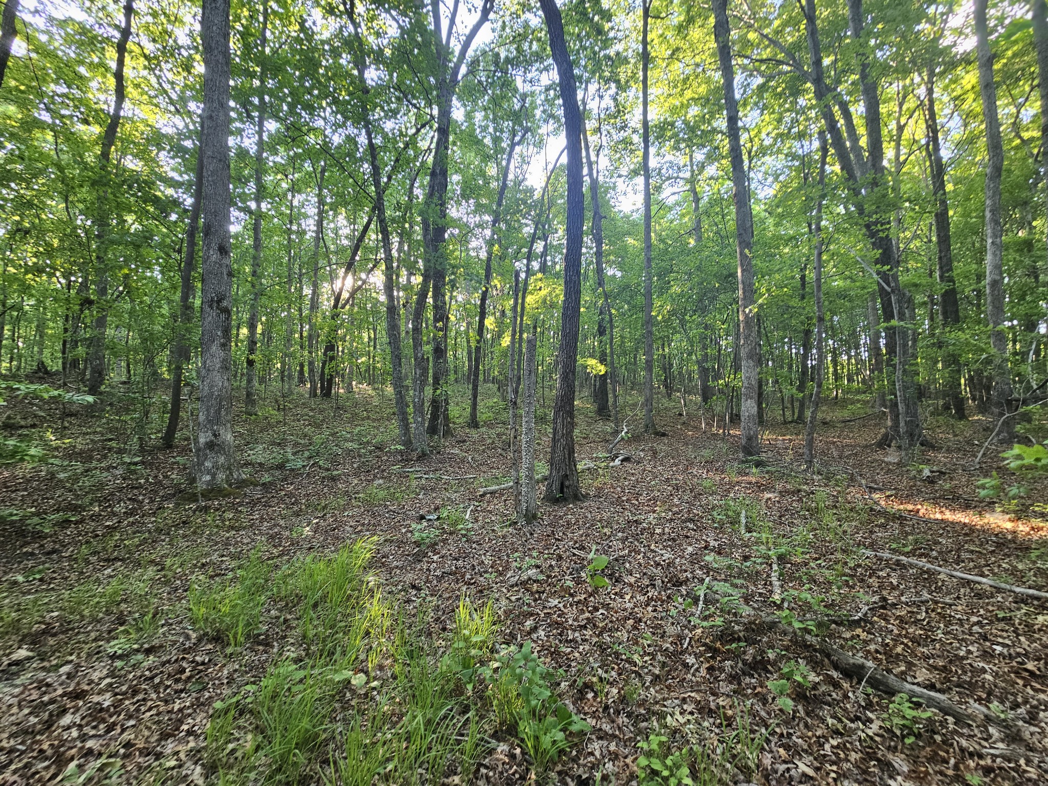 10 Griswold Road Altamont, TN 37301 - Photo 24 of 35 a view of a forest with trees in the background